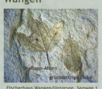 30 Jahre Museum Fischerhaus – 500 Jahre Fossilienfunde aus Wangen 30 Jahre Museum Fischerhaus – 500 Jahre Fossilienfunde aus Wangen
