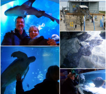 20 Jahre SEA LIFE Konstanz – Eine faszinierende Unterwasserwelt zieht Bilanz 20 Jahre SEA LIFE Konstanz – Eine faszinierende Unterwasserwelt zieht Bilanz