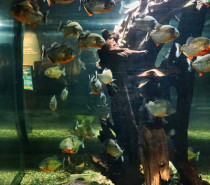 Piranhas im Bodensee Piranhas im Bodensee