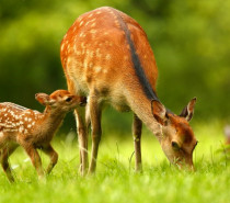 Wild- und Freizeitpark Allensbach – Tiere hautnah erleben