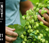 Reichenauer Inselbier: die 1. Hopfenernte am Westlichen Bodensee