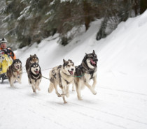 Hochschwarzwälder Veranstaltungen im Februar 2025 Hochschwarzwälder Veranstaltungen im Februar 2025