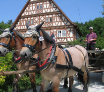 Mit Pferdestärken durchs Freilichtmuseum Neuhausen ob Eck Mit Pferdestärken durchs Freilichtmuseum Neuhausen ob Eck
